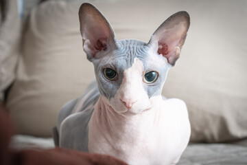 Cute and cuddly sphinx cat looking at the camera lying down on a bed