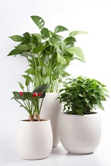 The Natural Beauty of Indoor Plants in White Pots - Isolated on a White Background: Generative AI