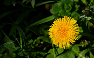 Yellow flower of a dandelion