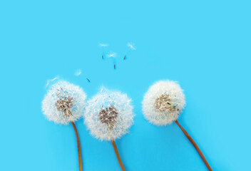 Dandelion Fluff White Flower On blue Background.	