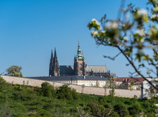 Fototapeta premium View of St. Vitus Cathedral from Petrin cherry orchards in spring