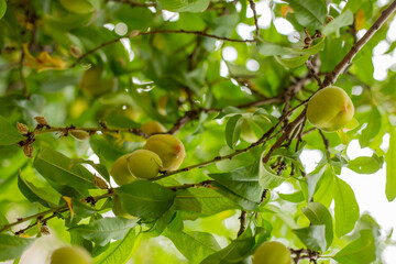 Japanese apricot and green leaves