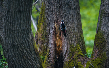 Tree trunk with a woodpecker
