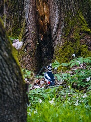 Tree trunk with a woodpecker