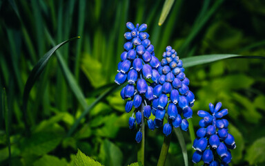 Blue hyacinth flower