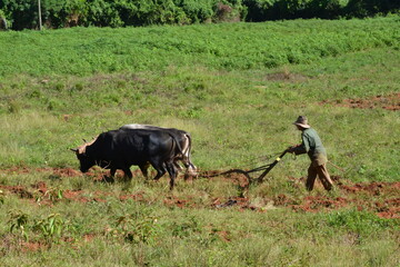 Vinales, Cuba, 8 aout 2014 : Agriculteur travaillant son champ avec un boeuf