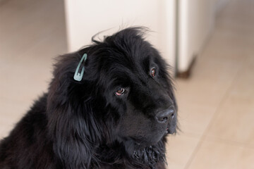 Fototapeta premium A beautiful large adult Newfoundland dog wearing a hair clip