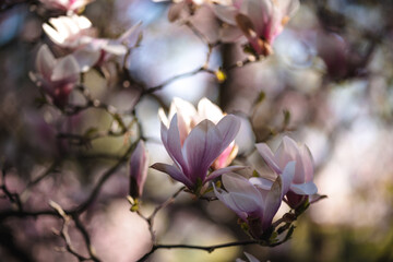 Blooming magnolia tree in spring in Prague