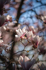 Blooming magnolia tree in spring in Prague