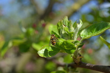 Apple blossom with wasp in the garden on spring