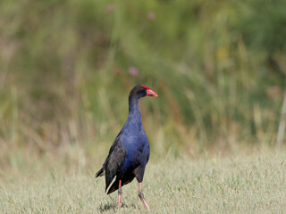 Australasian Swamphen (Porphyrio melanotus) feeding on grassland at Maitland New South Wales Australia