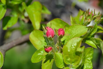 Naklejka na ściany i meble apple tree branch with flower buds on a sunny day in springtime close up