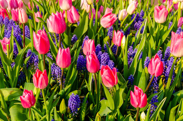 Pink tulips and blue muscari hyacinth flowers in the garden.