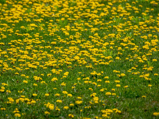 大正ふれあい広場のタンポポ（北海道帯広市大正町東）