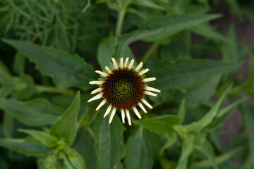 Closeup view of Echinacea purpurea Magnus, flower. 