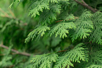 Evergreen background, fresh summer cypress leaves . Green leaves background.Texture of Pine branch. Conifer cedar thuja leaf green texture. fresh green christmas leaves, branches of Pine trees
