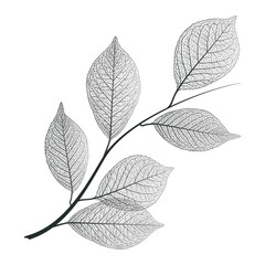 Branch with leaves veins. Vector illustration.