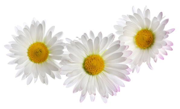 Close up daisy isolated on white, clipping path