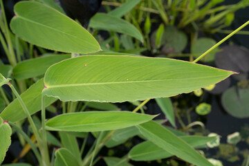 Aquatic plants. Closeup view of Thalia geniculata, also known as alligator flag, green leaves growing in the garden pond. 