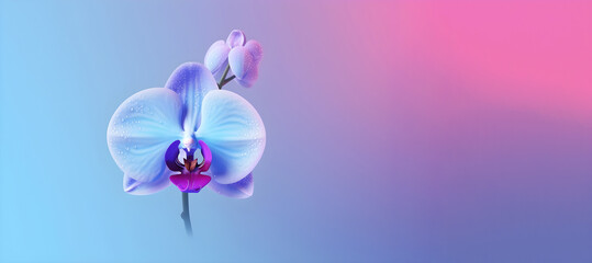 Fototapeta na wymiar Blue delicate orchid with water droplets in a fog on a blue pink gradient background with copy space. Generative AI.