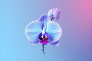 Blue delicate orchid with water droplets in a fog on a blue pink gradient background. Generative AI.