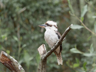 Laughing Kookaburra (Dacelo novaeguineae) perched on a broken branch in an Australian bush setting at Port Stephens New South Wales Australia