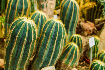 View of cactus in a greenhouse are raised in suitable weather conditions at a old tropical greenhouse, Krakow, Poland