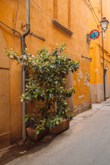 Fototapeta na wymiar Beautiful Italian street with plant in a flower pots of small old provincial town, Pisa, Italy, Europe. High quality photo