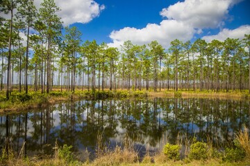 Pine trees reflected in the  quiet waters of Okepenokee swamp, Georgia.