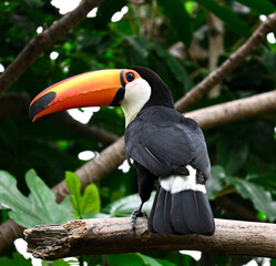 toucan on a branch