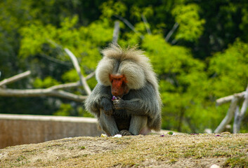 baboon sitting
