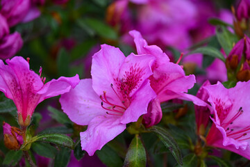 purple flowers in the garden