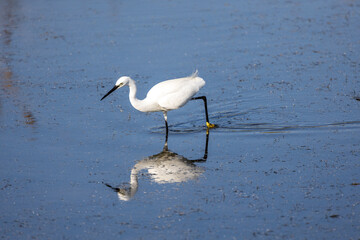 stork reflected in the water