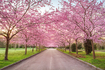 Fototapeta na wymiar Cherry Blossom Trees, Bispebjerg Cemetery, Copenhagen, Denmark.