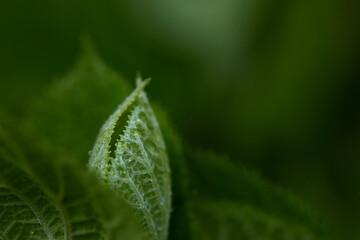 close-up photo of a fresh young leaf of a shrub