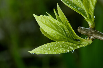macro photo of a young sprout of a tree or shrub with drops of rain or dew