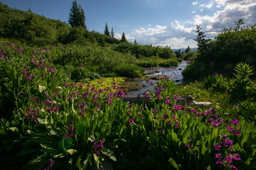 flowers by creek