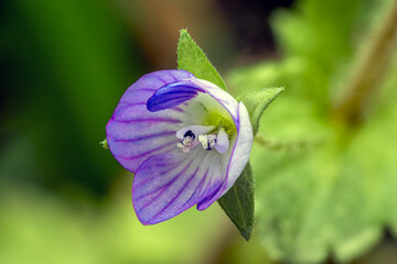 veronica or speedwell blossom in detail