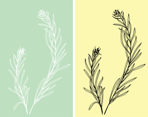 Field grass silhouette on green and yellow background. Black and white spike let botanical illustration. Vector illustration.