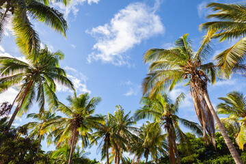 Fototapeta na wymiar Coconut Palm Tree forest with tropical blue sky near Waikiki in Honolulu Hawaii. 
