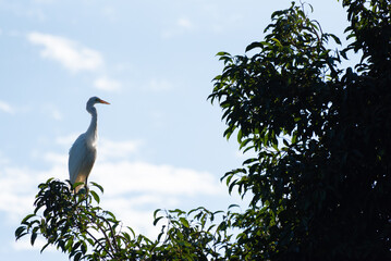 Heron, beautiful grace in the sun on the branches of a tree, natural light, selective focus.