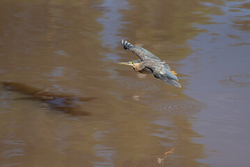 Waterfowl, beautiful waterfowl in flight, natural light, selective focus.