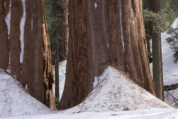Redwood trees in a winters snow