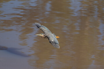 Waterfowl, beautiful waterfowl in flight, natural light, selective focus.