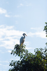 Heron, beautiful grace in the sun on the branches of a tree, natural light, selective focus.