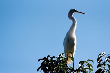 Heron, beautiful grace in the sun on the branches of a tree, natural light, selective focus.