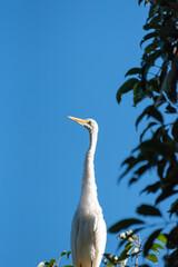 Heron, beautiful grace in the sun on the branches of a tree, natural light, selective focus.