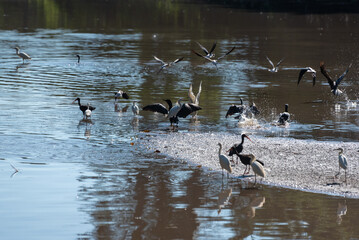 Pond with birds, beautiful pond full of waterfowl, natural light, selective focus.