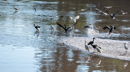 Pond with birds, beautiful pond full of waterfowl, natural light, selective focus.