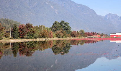 Fototapeta premium Peaceful morning during the cranberry farm harvest